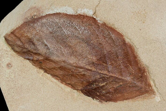 Red Fossil Leaf (Aesculus) - Montana #106254